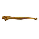 Realistic Ulna Bone Lightweight Rigid Foam television, film, theater Prop 