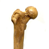 Femur Bone Special Effects Prop Clean - Dependable Expendables