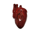 Pro Series Haunt Prop Hand-Sculpted Heart expertly hand-painted in several layers to create a visceral, realistic and bloody looking heart that appears as if it's just been torn out of someone's body. Kali ma, shakthi deh!