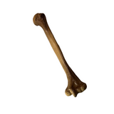 Realistic Lightweight Rigid Foam Humerus Prop - Dependable Expendables
