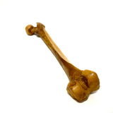 Femur Bone Special Effects Prop Clean - Dependable Expendables