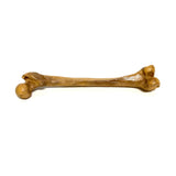 Femur Bone Special Effects Prop Clean - Dependable Expendables